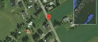 Djur på vägen på väg 582
