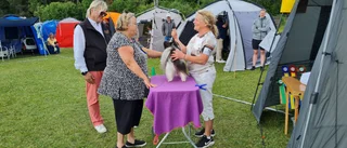 Se när hunden Pascal vinner bäst i sin klass - matte Anne-Marie: "Det känns jättebra"