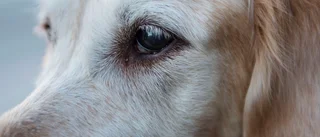 Klokt att ta med hund på marknad?