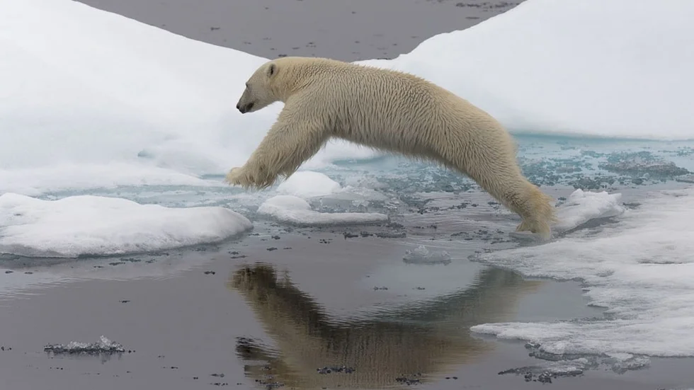 Isbjörnarna i Arktis är mycket sårbara för de klimatförändringar som redan är verklighet för dem.