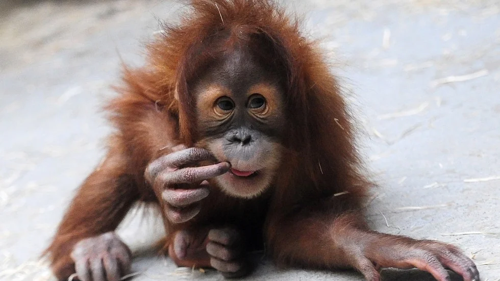 Antalet orangutanger minskar oroväckande i antal när deras livsmiljöer i Indonesien och Malaysia försvinner.