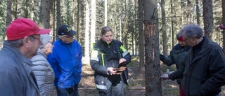 Granbarkborren går hårt åt skogarna – orsakar förluster för miljarder