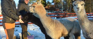 "Vi oroas för alpackorna på nyår"
