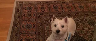 Hockeyprofilens hund attackerades av annan hund: "Slet sönder ledbandet"