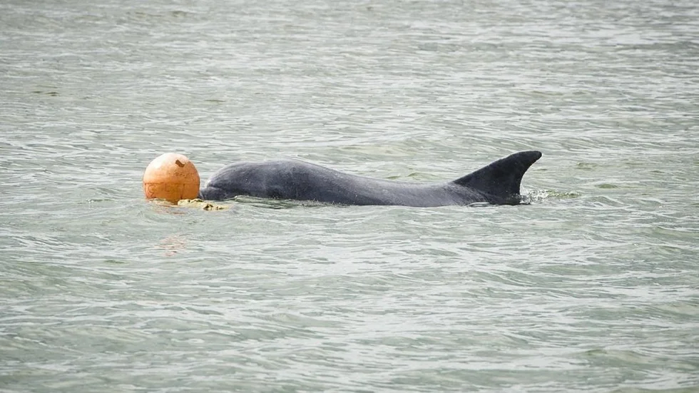 delfin_9.jpg