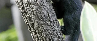 Biten binturong måste avlivas