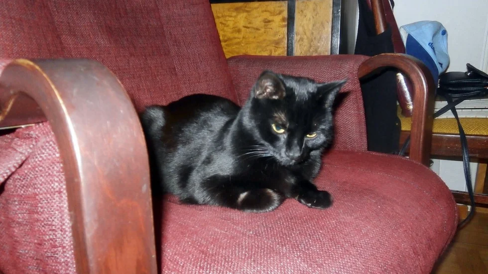Doriz, 5, kan vara den tredje katten på kort tid som fallit offer för ett lodjur. De tidigare katterna har dödats i Västra Borsökna. Doriz 5, dödades på tisdagskvällen av ett lodjur vid Åsbymon, inte långt därifrån.