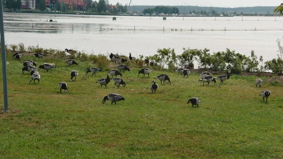 De vitkindade gässen har stört många Nyköpingsbor i flera års tid.