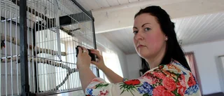 Ikea-ugnen förgiftade barnfamiljens undulater – som föll ner och dog: "Det var fruktansvärt”