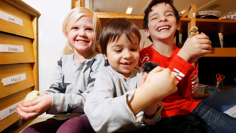 Förskolekompisarna Linnéa Blomgren, 5 år, Didrik Hedin, 3 år, och Emin Al-Taie, 5 år, är stormförtjusta i kycklingungarna.