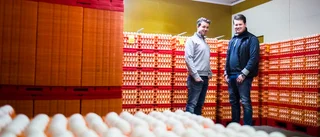 Nu värper nya hönor igen efter massdöden på Bärsta gård