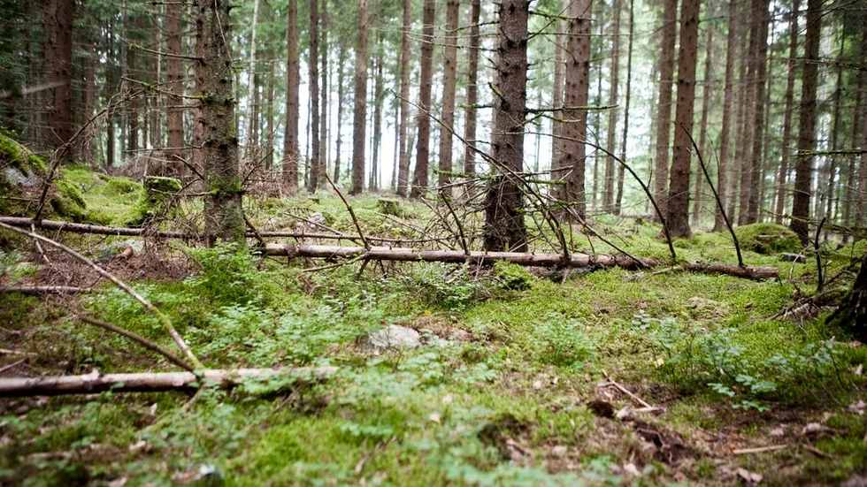 Miljöpartiet med Ylva G Karlsson i spetsen ser "ett behov av en kraftsamling för skogen".