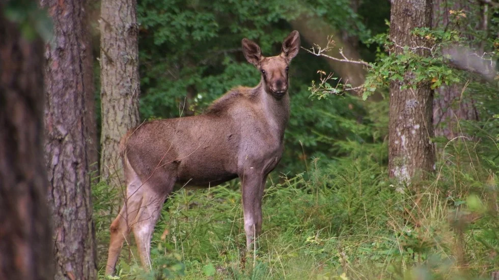 Benita Jonsson mötte älgarna i skogen och vill gärna dela med sig av mötet.