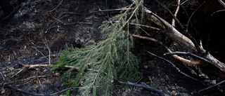 Roland Ekstrand stoppade skogsbrand – hyllas för insatsen
