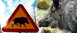 Vildsvinen förväntas bli fler – men den "våldsamma uppgången" planar ut