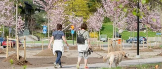 En mjukare trafikmiljö för alla