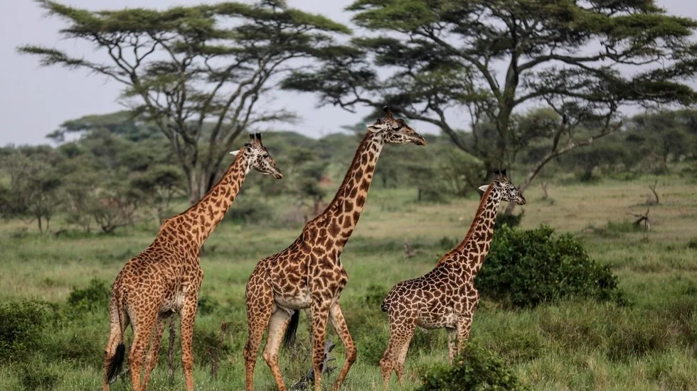 Hur många magar har en giraff? Det var en av de frågor som svenskarna undrat mycket över under 2018, enligt statistik från sökmotorn Google.