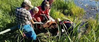 Ko gick ner sig vid sjö utanför Nyköping – fick dras upp av räddningstjänsten