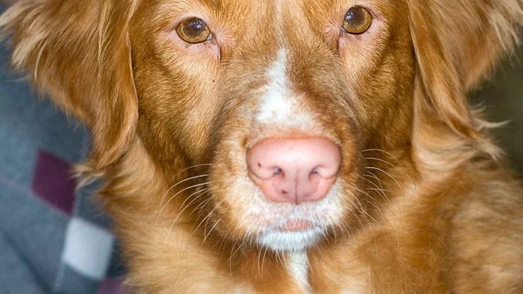 – Han har svårt att vara still och vill att det ska hända saker, säger Lena Westling om sin danspartner tollaren Moses (som är en hund av detta slag).