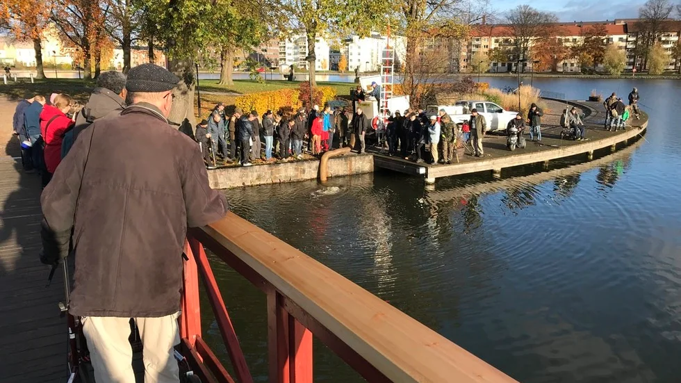Klockan 10 på lördagsförmiddagen satte föreningen Åfiske ut 500 kilo regnbåge i Eskilstunaån.