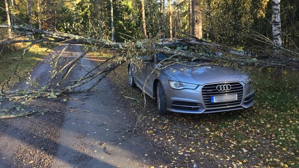 Hur stor är risken? Jens Werner var ute och plockade svamp, då passade ett träd på att falla rakt över bilen.
