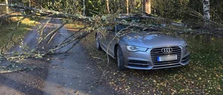 Werner: I stället för svamp hittade jag ett träd över bilen
