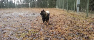 Mariefred får vänta på sin hundpark