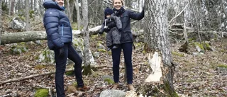 "De fäller nya träd varje dag"