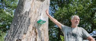 Insektsvandring i Gersnäs