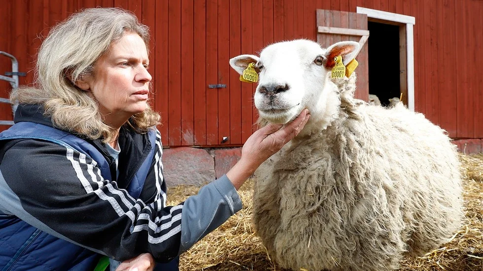Caroline Parnéus driver tillsammans med Mats Rehnman Kungsbergs gård på Fogdö. Där finns både kor och får.