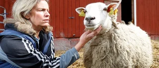 Kräftgången över – nu blir djurbönderna i Sörmland fler