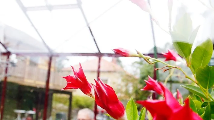 En blommande bägarranka trivs bra i det ljusa växthuset.