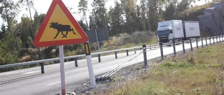 Viltolyckorna fortsätter att öka i Sörmland