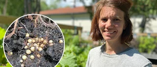 Nyckeln till att slippa snigelplågan: Hitta äggen ✓"Tänk att en mördarsnigel är 300 sniglar"