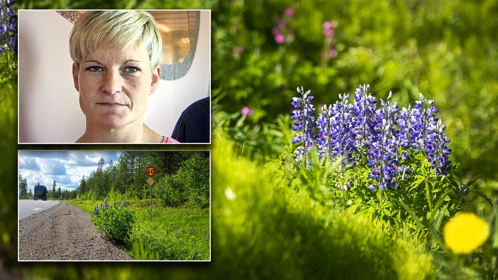 Jättespridningen av blomsterlupin kring Kaunisvaara startade efter ett vägbygge, säger Anna Uusitalo från byn. Men även i länet som helhet syns en alarmerande ökning av invasiva växter