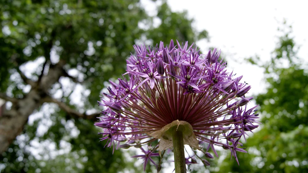 Prydnadslöken Allium blommar i Hotellparken i Piteå.