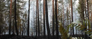 Skogsbrand nära Ljungsbro under kontroll efter vattenbombning