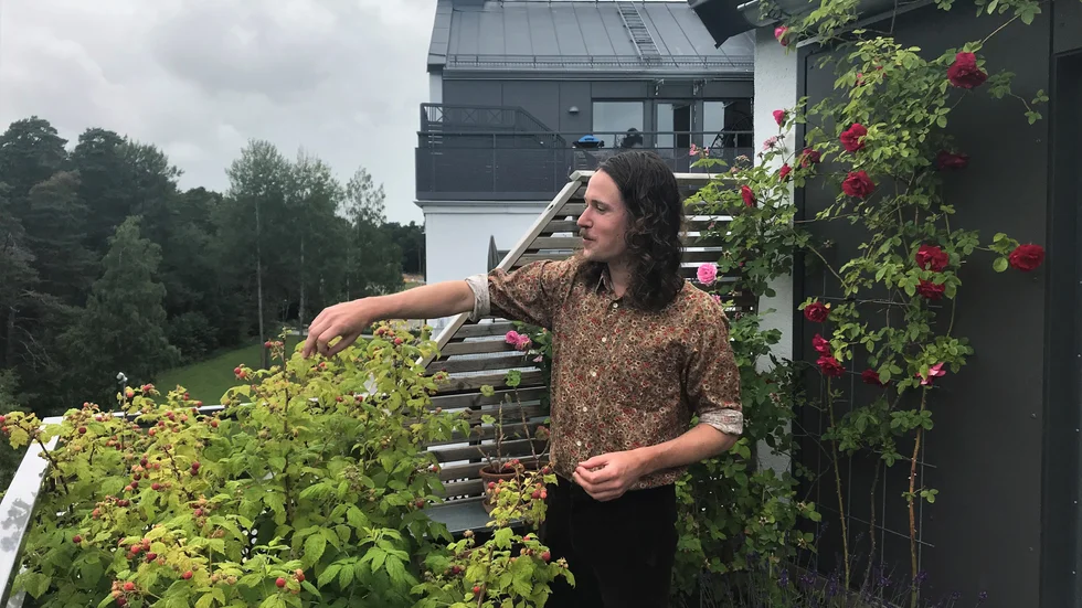 Rickard Eriksson provsmakar årets hallon på balkongen i Rosendal.