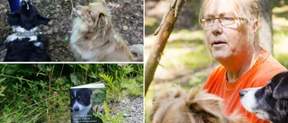 Helenas hundar har lärt sig svampsök – nosar rätt på skogens guld: "Alla kan lära sig"