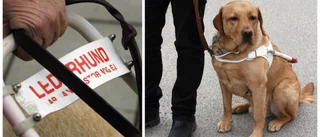 Får man ta med sig hunden in på restaurangen?