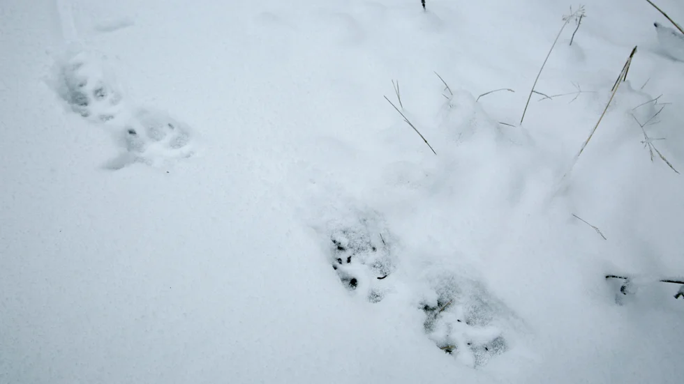 Vargspår i snö. Arkivbild.