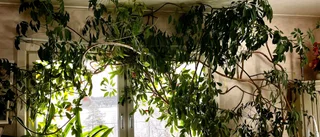 En 40 år gammal paraplyaralia fyller nästan hela väggen