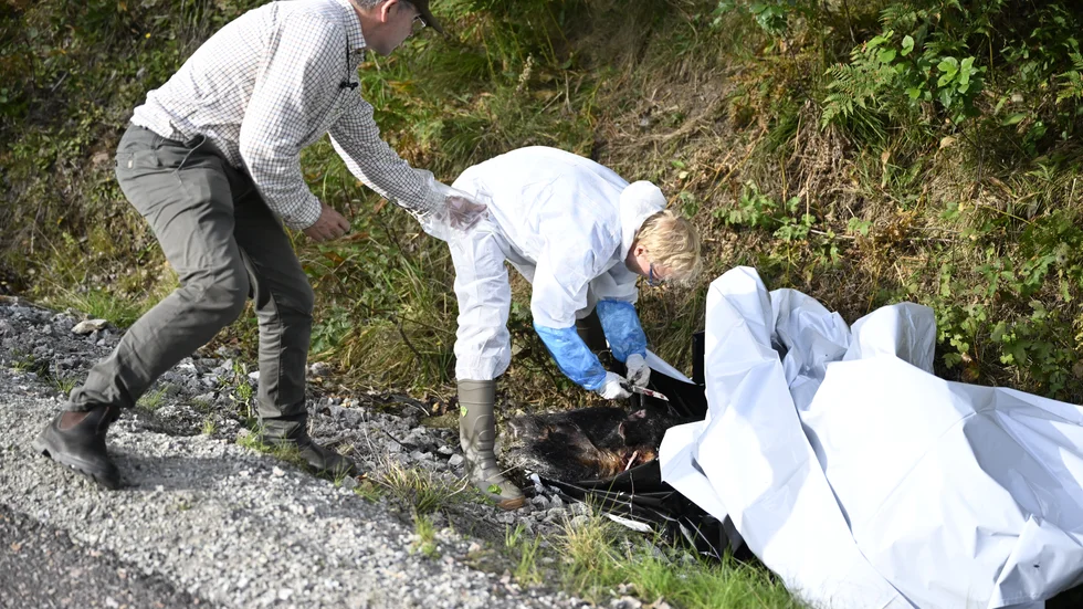 Prover tas från ett vildsvinskadaver som hittats på en väg i ett skogsområde utanför Fagersta. Arkivbild.