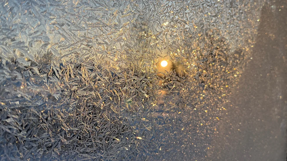 Isrosor i fönstret.