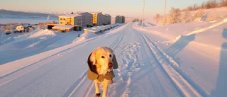Sigge, 14, trivs bäst med tassarna varma