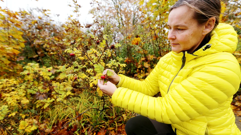 Vresrosen får nypon som fåglarna äter och sprider fröna överallt, säger Tiina Kumpula och berättar att den är ett stort problem på Gotland där den tränger ut inhemska arter.