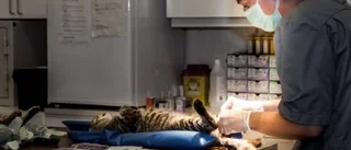 Så ska antalet katter minskas