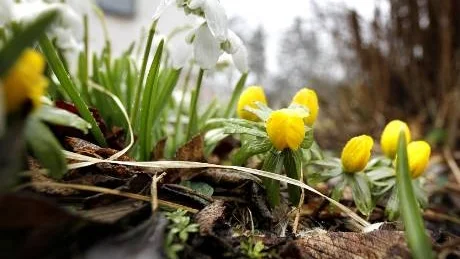 Trädgård. Snödroppar och vintergäck är säkra vårtecken som växer precis utanför Lena Hegners ytterdörr. Båda blomarterna rapporteras in till webbplatsen.