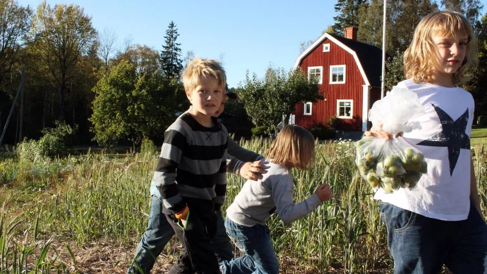 Alla hjälps åt att skörda det som säljas ska.