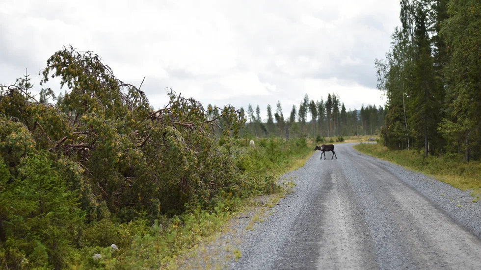 ”Det minskade anslaget som regeringen och Sverigedemokraterna lägger på klimatanpassning kommer att leda till att vi skjuter allt snabbare växande problem framför oss.”